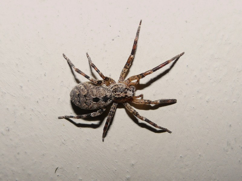 Zoropsis sp.